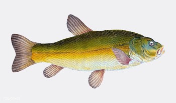 Vintage fish illustration | Free stock vector - 504461