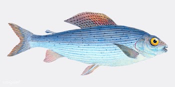 Vintage fish illustration | Free stock vector - 504465
