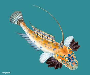 Vintage fish illustration | Free stock vector - 504467