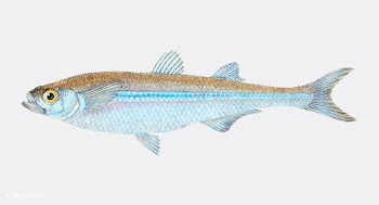 Vintage fish illustration | Free stock vector - 504468