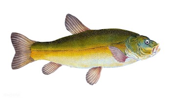 Vintage fish illustration | Free stock vector - 504470