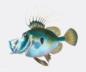 Vintage fish illustration | Free stock vector - 504471