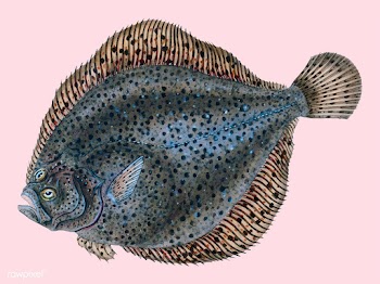 Vintage fish illustration | Free stock vector - 504473
