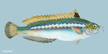 Vintage fish illustration | Free stock vector - 504480