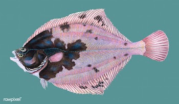 Vintage fish illustration | Free stock vector - 504481