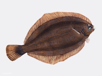 Vintage fish illustration | Free stock vector - 504482