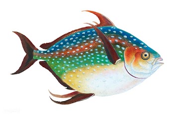 Vintage fish illustration | Free stock vector - 504483