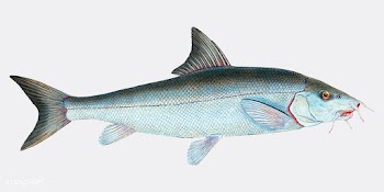 Vintage fish illustration | Free stock vector - 504486