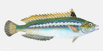 Vintage fish illustration | Free stock vector - 504489