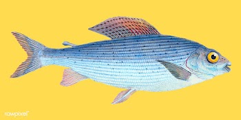 Vintage fish illustration | Free stock vector - 504491