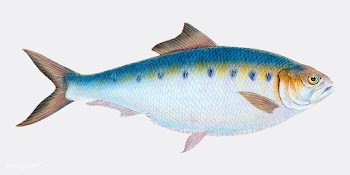 Vintage fish illustration | Free stock vector - 504493