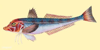 Vintage fish illustration | Free stock vector - 504495