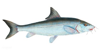 Vintage fish illustration | Free stock vector - 504497
