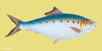 Vintage fish illustration | Free stock vector - 504498