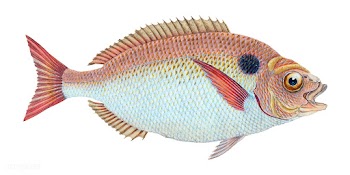 Vintage fish illustration | Free stock vector - 504499