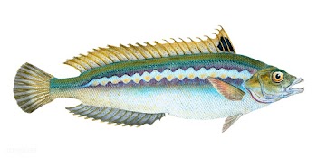 Vintage fish illustration | Free stock vector - 504500