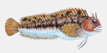 Vintage fish illustration | Free stock vector - 504501