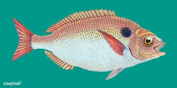 Vintage fish illustration | Free stock vector - 504502