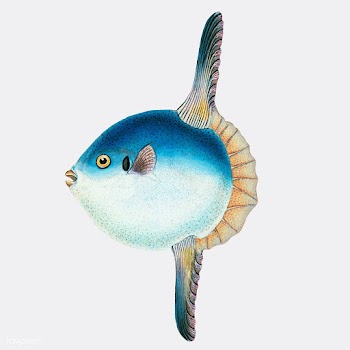 Vintage fish illustration | Free stock vector - 504503