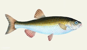 Vintage fish illustration | Free stock vector - 504506