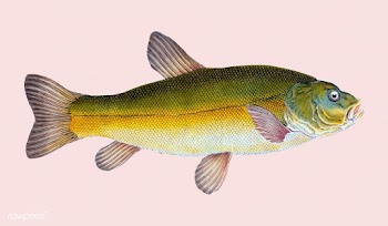 Vintage fish illustration | Free stock vector - 504509