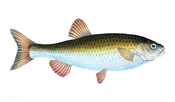 Vintage fish illustration | Free stock vector - 504511