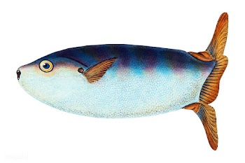 Vintage fish illustration | Free stock vector - 504513