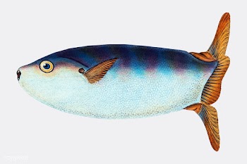 Vintage fish illustration | Free stock vector - 504514
