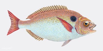 Vintage fish illustration | Free stock vector - 504515