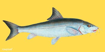 Vintage fish illustration | Free stock vector - 504516