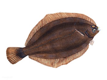 Vintage fish illustration | Free stock vector - 504519