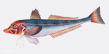 Vintage fish illustration | Free stock vector - 504520