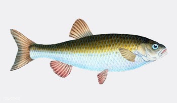 Vintage fish illustration | Free stock vector - 504521
