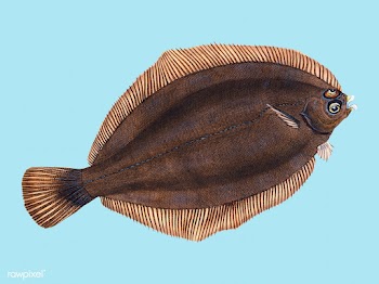 Vintage fish illustration | Free stock vector - 504522