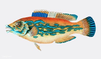Vintage fish illustration | Free stock vector - 504523