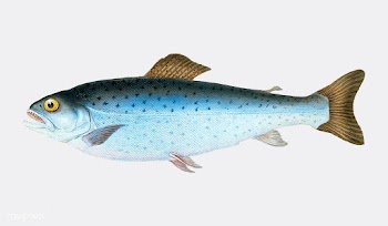 Vintage fish illustration | Free stock vector - 504524