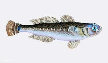 Vintage fish illustration | Free stock vector - 504525
