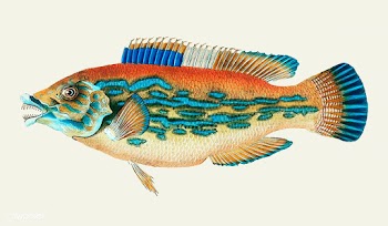 Vintage fish illustration | Free stock vector - 504527