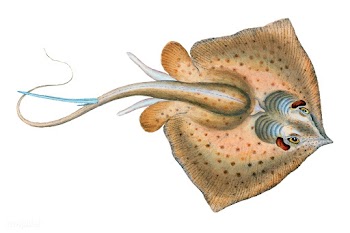 Vintage fish illustration | Free stock vector - 504530