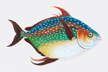 Vintage fish illustration | Free stock vector - 504531