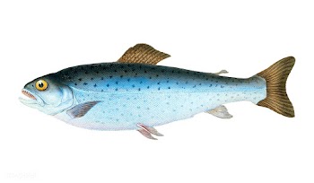Vintage fish illustration | Free stock vector - 504532