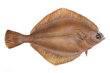Vintage fish illustration | Free stock vector - 504533