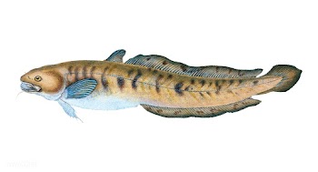 Vintage fish illustration | Free stock vector - 504534