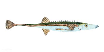 Vintage fish illustration | Free stock vector - 504535