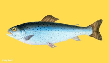Vintage fish illustration | Free stock vector - 504536