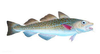 Vintage fish illustration | Free stock vector - 504538