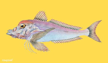 Vintage fish illustration | Free stock vector - 504539