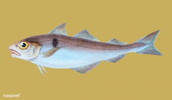 Vintage fish illustration | Free stock vector - 504540
