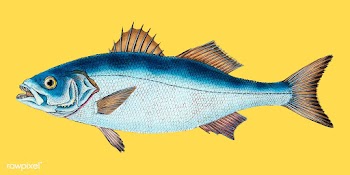 Vintage fish illustration | Free stock vector - 504545