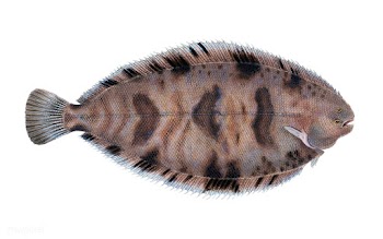 Vintage fish illustration | Free stock vector - 504549